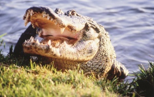 een alligator gevaarlijk dichtbij | Everglades National Park